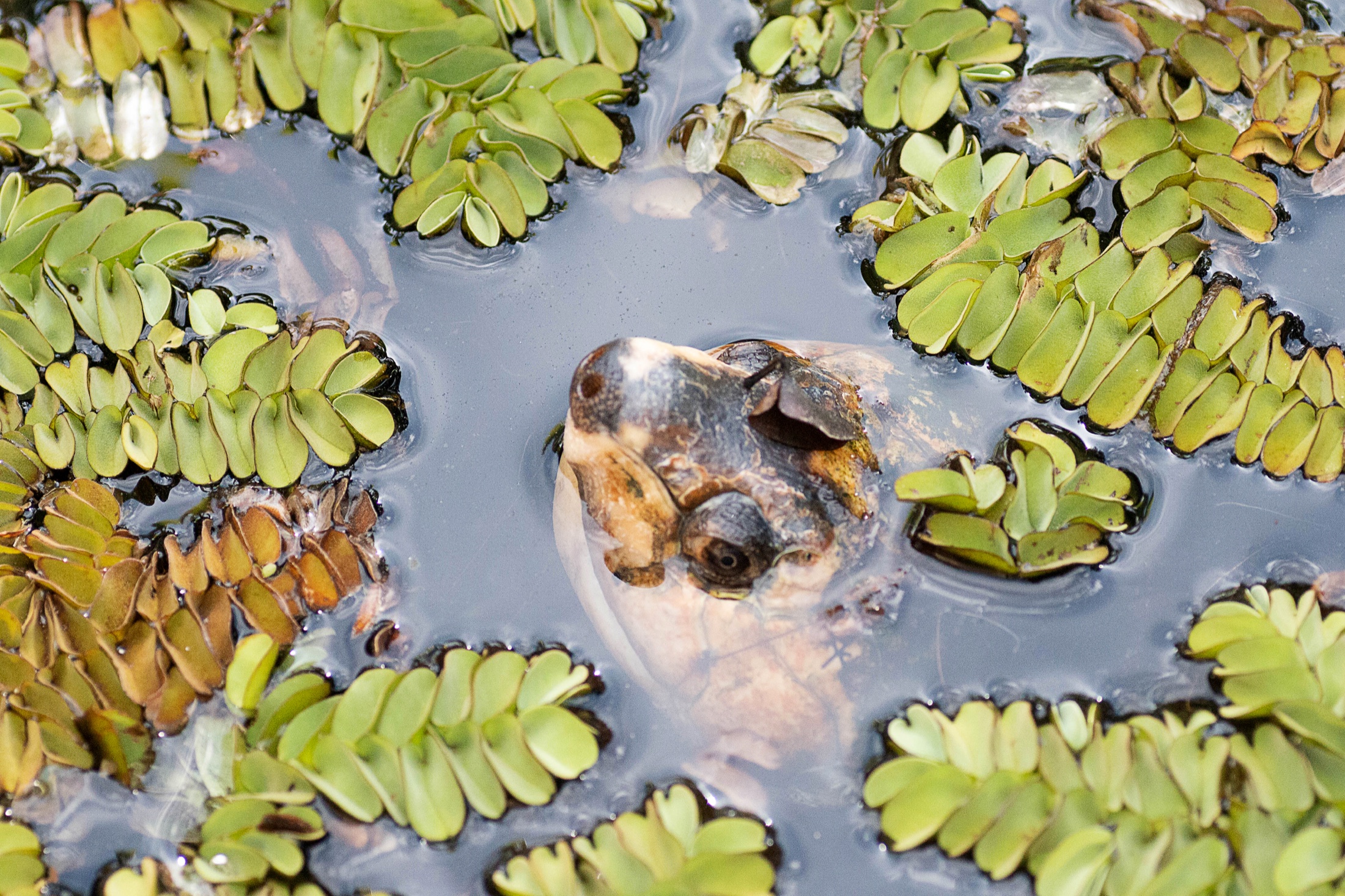 Tortue Rere à Ankarafantsika, photographie de Harinjara