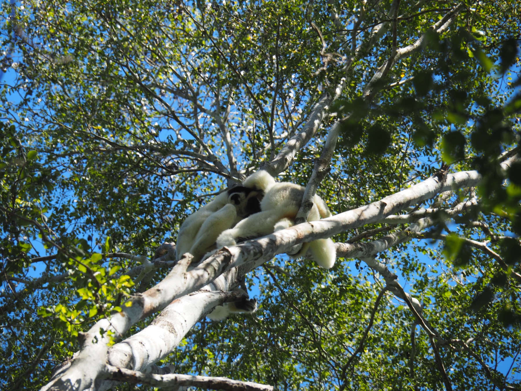 Sifakas de Verreaux dans la canopée — photographie illustrative